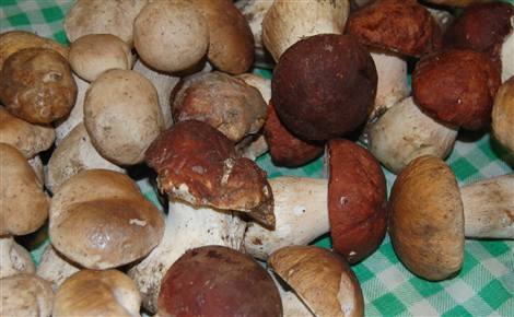 Funghi (2)