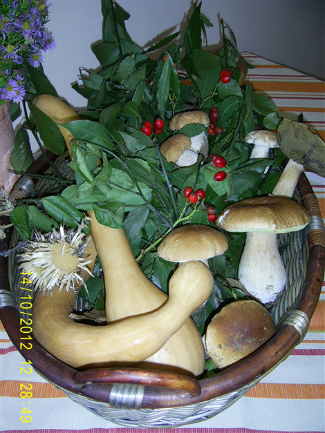 Foto funghi